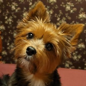 Meet your Posher, Robin